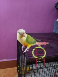 Pineapple conure for sale