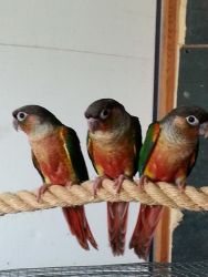 Yellowsided Green Cheek Conures for Sale in So FL