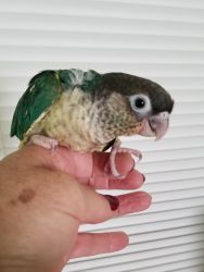 Yellowsided Turquoise Conure for Sale in Florida