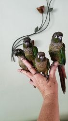 Normal Green Cheek Conures for Sale in South Florida