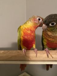 High red pineapple Conure