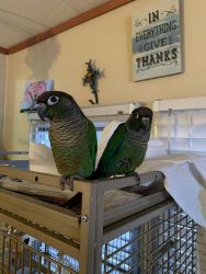 Magnificent Conures parrots. Text xxx-xxx-xxxx