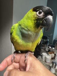 A very loving beautiful Nanday Conure