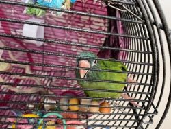 Blue Crested Conure -CLUCK