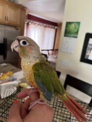 Baby Pineapple Green Cheeked Conure