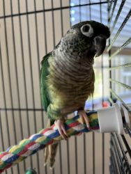 Green Cheek Conure Baby with Cage & Stand