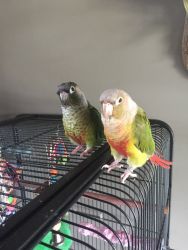 Family of 4 Conures