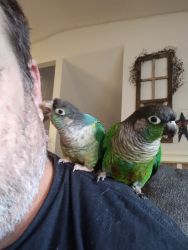 Bonded pair of conures