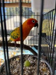 Young Tame Sun Conure birds for sale