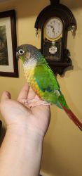 Pineapple conure 9 month old