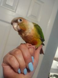 1 year old pineapple conure