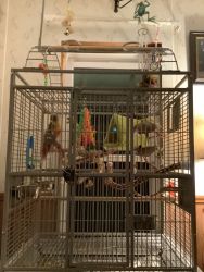 2 conures and cage+ food and toys