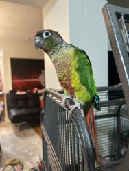 Pinaple conure for sell