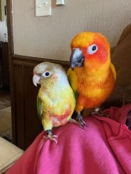 Suncheek and pineapple conures