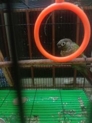 Connure male bird available