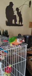 yellow sided green cheek conure with high red