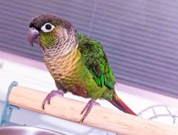 Green cheek conure and cage