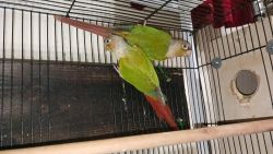 Quakers and conures for sale
