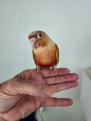 Pineapple Green Cheek Conures for Sale