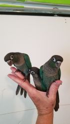 Turquoise Green Cheek Conures for Sale