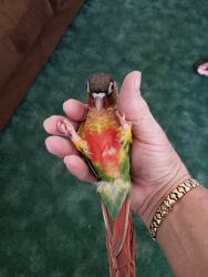 Yellowsided Green Cheek Conures for Sale