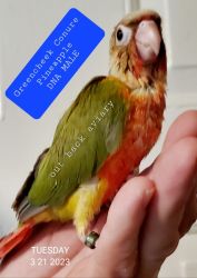 Pineapple green cheek conure with high red
