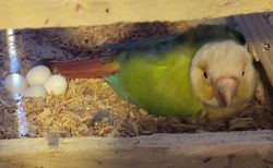 Green Cheek Conure birds for sale