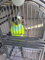 Green and black conure