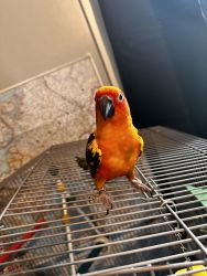 Selling my bird with the cage