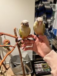 Two male green cheek conures