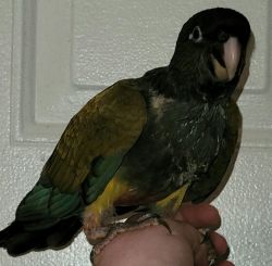 Baby Patagonian Conure