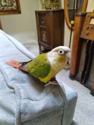 Pineapple Conure for Sale