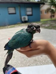 Baby turquoise green cheeked conure