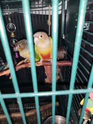 2 Parrots and Cage