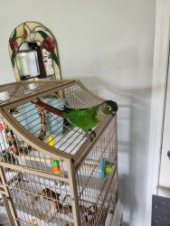 Conure with cage