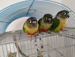 Selling our pets - green cheek conures