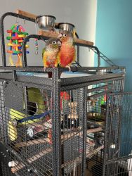 Two male green cheek conures
