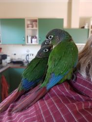 Highly Tame, Friendly, Cuddly Conure Parrots!!