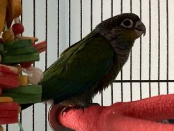 Baby Crimson Bellied Conures for sale