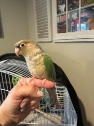 Bird for rehoming