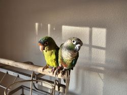 Half Moon and Green Cheek Conure for Sale