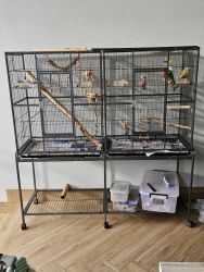 2x Conures, Cage, Toys & Food