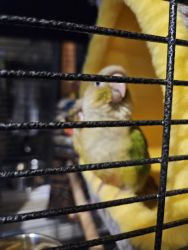 Pineapple conure for sale 11 weeks Old