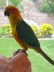 Baby Sun Conure 3 months old