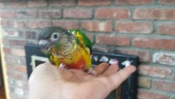 Baby Conure/Yellow fronted for Sale