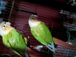 Conures For Sale