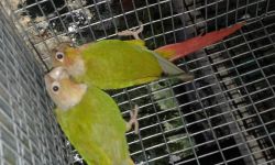 Conures for sell