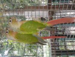 adult conures
