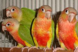 Pineapple and turquoise conures