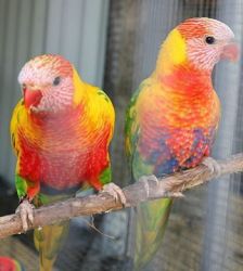 Brilliant colored Hybrid parrots.txt-(xxx) xxx-xxx7